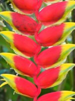 flower.jpg