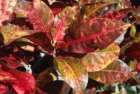 leaves.jpg