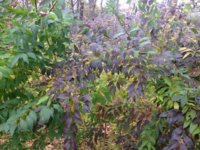 fall colors purple green.jpg