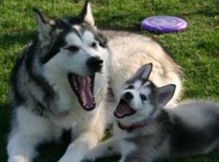 malamute two.jpg