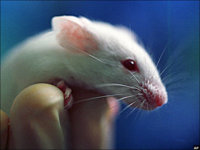 mouse-gallery-083007.jpg