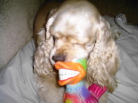 Daphne-favorite toy2.JPG