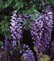 glycine.jpg