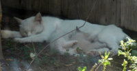 feral cat with 2 kittens007.jpg