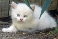 feral kitten 7 23 2015 064.jpg