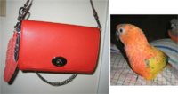 Ruby-with-feathers__BOTH-of-them.jpg