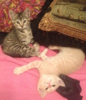 novkittens.jpg
