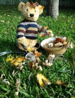 Bear playing pirates(1).jpg