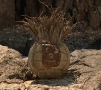 wilson.jpg