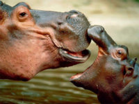 stacey-salvilla-mom-and-baby-hippo-hd-wallpaper.jpg