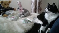 Bear learns cats are mysterious(1).jpg