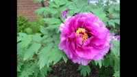 ImageUploadedByPurseForum1448047230.825959.jpg