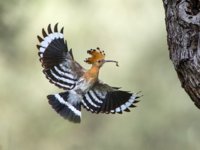 hoopoe greece.jpg