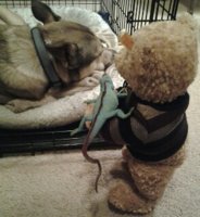Bear & waving lizard annoy dog(1).jpg