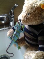 Bear dunking lizard.jpg