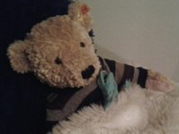 Bear snoozing.jpg