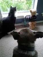Bear & crew watching rain(1).jpg