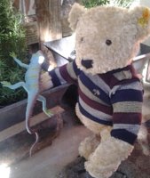Bear with rosemary plants(2).jpg