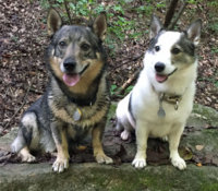 Puck & Panda woods rock.jpg