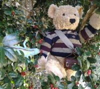 Bear in holly bush(1).jpg