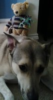Bear as Christmas Defender(1).jpg