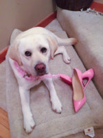 ImageUploadedByPurseForum1450666212.744401.jpg