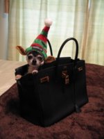 babyinbirkin.jpg
