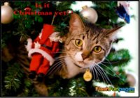Is it christmas yet.jpg