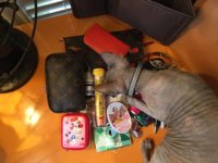 inthebag3.jpg