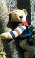 Bear climbing tree.jpg