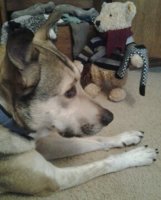 Bear rummages sock drawer.jpg
