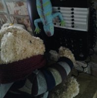 Bear uses technology(1).jpg