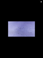 ImageUploadedByPurseForum1457226631.317850.jpg