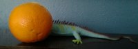 Lizard & orange.jpg