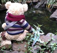 Bear visits turtle.jpg