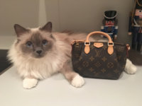 ImageUploadedByPurseForum1461013913.622729.jpg