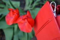 2016 05 01_0868_800x533.JPG