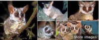 Galago.JPG