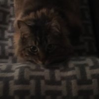 meznpets2.jpg