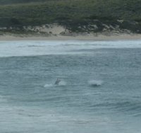 Dolphins Boat Harbour May 2016 small.JPG