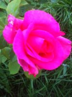 IMG_4102.jpg