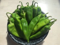 Hatch Chiles.JPG