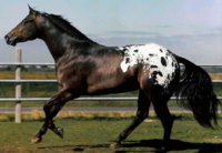 appaloosa.jpg