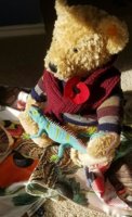 remembrance poppy bear_resized.jpg