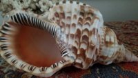 mystery shell_resized.jpg