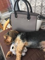 Dogandbag!.jpg