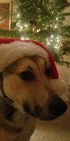 santa pup 2016_resized.jpg