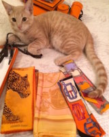 finnyorange.jpg
