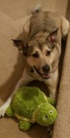 new toy.jpg