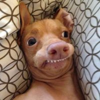 derpdog1.jpg